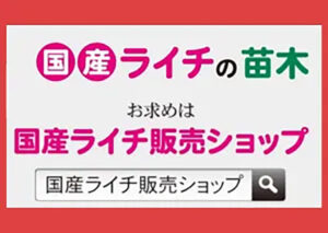 国産ライチの苗木 国産ライチ販売ショップ