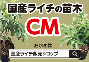 国産ライチの苗木 CM